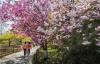 青岛中山公园正值赏花季节，双樱花、桃花、海棠花等各种春花竞相开放。图片来源：视觉中国