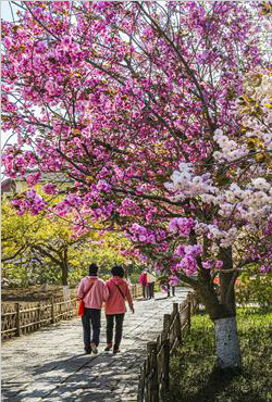 青島中山公園各種春花競相開放