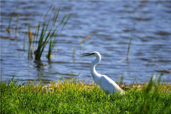 山东青岛：湿地公园水鸟“群舞”