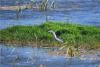 山东青岛，城阳区白沙河入海口湿地水鸟进入繁殖阶段，四处禽鸣鸟舞，描绘出一幅生态河流的美丽画卷。图片来源：视觉中国