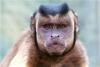 在網上一夜走紅的國字臉黑帽懸猴引起了網友的興趣山東青島森林野生動物世界猴山，22只大小不一的黑帽懸猴與生活在一起的松鼠猴和諧相處。圖片來源：視覺中國