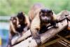 在網上一夜走紅的國字臉黑帽懸猴引起了網友的興趣山東青島森林野生動物世界猴山，22只大小不一的黑帽懸猴與生活在一起的松鼠猴和諧相處。圖片來源：視覺中國
