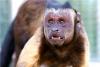 在網上一夜走紅的國字臉黑帽懸猴引起了網友的興趣山東青島森林野生動物世界猴山，22只大小不一的黑帽懸猴與生活在一起的松鼠猴和諧相處。圖片來源：視覺中國