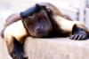 在網上一夜走紅的國字臉黑帽懸猴引起了網友的興趣山東青島森林野生動物世界猴山，22只大小不一的黑帽懸猴與生活在一起的松鼠猴和諧相處。圖片來源：視覺中國