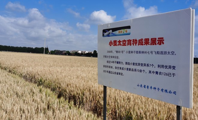 青島展示85個小麥新品種 “青農6號”通過國家審定