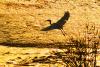 青島，在城陽區墨水河紅島段，成群的白鷺在落霞中覓食嬉戲，構成一幅美麗的自然生態畫卷。圖片來源：視覺中國