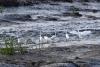 青島，在城陽區墨水河紅島段，成群的白鷺在落霞中覓食嬉戲，構成一幅美麗的自然生態畫卷。圖片來源：視覺中國