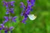 青島，西海岸新區膠州灣海岸邊，一只只蜻蜓、蝴蝶流連在花草間，與花花草草相映成趣，成夏日一道靈動的風景。圖片來源：視覺中國