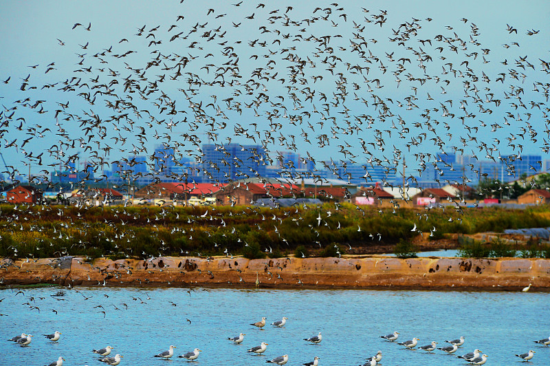 候鸟回迁进入高峰时段 青岛滨海湿地万鸟翔集