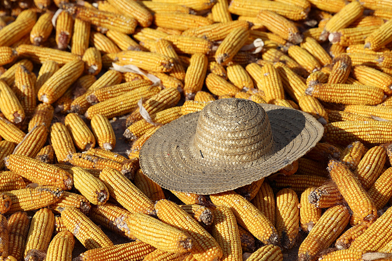 玉米进入收获季 村民房前屋后进行“晒秋”
