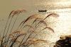 青岛，寒露将至，西海岸新区环岛路沿海一线，一簇簇泛黄的芦花在朝阳的映照中迎着海风摇曳，展现浓厚秋韵。图片来源：视觉中国