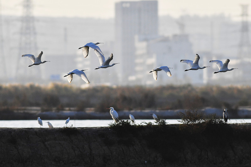 大批候鸟飞抵青岛胶州湾准备越冬