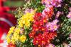 据悉，本届菊展共分为中山公园和海泊河公园两个展区，展期预计一个月，将展出150余种、4万多盆特色菊花。图片来源：视觉中国