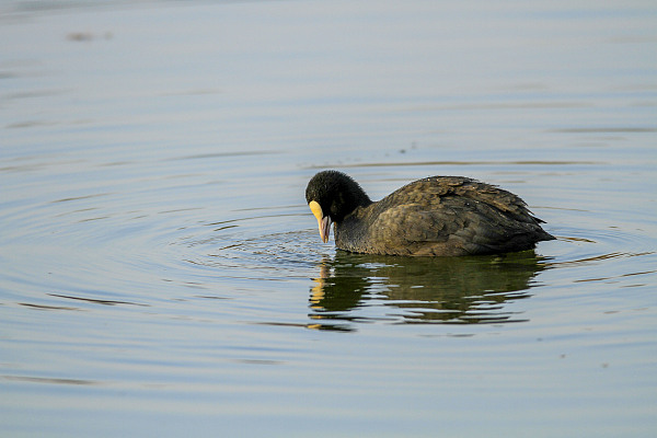 冬日暖阳下唐岛湾湿地波光粼粼 水鸟水中悠游觅食