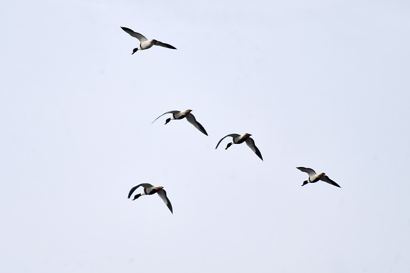 滨海湿地为候鸟提供栖息地 喜鹊滩涂觅食嬉戏