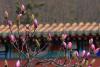 青岛，西海岸新区珠山国家森林公园，灵珠山菩提寺院内玉兰次第绽放，粉色、白色的花苞花朵与寺院建筑相互映衬，古朴素雅，空气中飘散着淡淡的芬芳。图片来源：视觉中国
