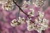 青岛西海岸新区，藏马镇藏马山樱花大道两旁的樱花竞相绽放，绚丽缤纷的樱花芬芳怡人，播撒着春的气息，吸引了众多市民和游客前来踏青赏花。图片来源：视觉中国