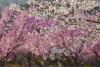 青岛西海岸新区，藏马镇藏马山樱花大道两旁的樱花竞相绽放，绚丽缤纷的樱花芬芳怡人，播撒着春的气息，吸引了众多市民和游客前来踏青赏花。图片来源：视觉中国