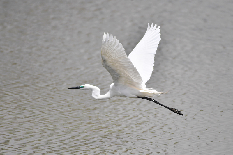 青岛：水鸟翔集入海口湿地