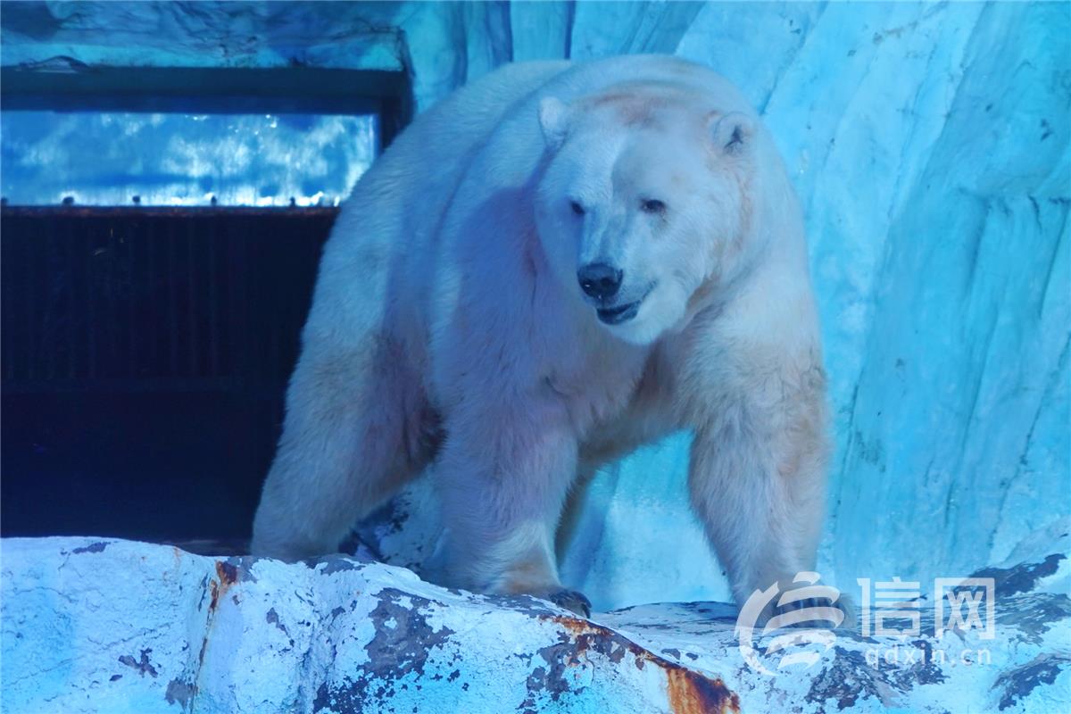 青岛极地北极熊也爱吃“月饼”，可爱犯规！