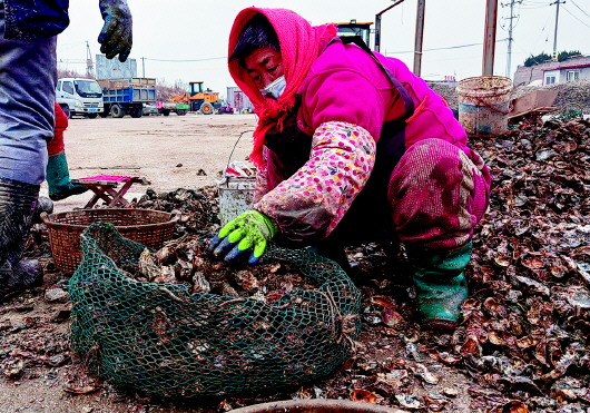 紅島海蠣子一天上岸十萬斤 收成不均衡部分養殖戶遭減產