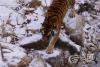 近日，青岛迎来2024的首场降雪，青岛森林野生动物世界的东北虎们在雪地里撒欢玩耍，尽享雪中乐趣。图片来源：青岛森林野生动物世界