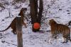 近日，青岛迎来2024的首场降雪，青岛森林野生动物世界的东北虎们在雪地里撒欢玩耍，尽享雪中乐趣。图片来源：青岛森林野生动物世界
