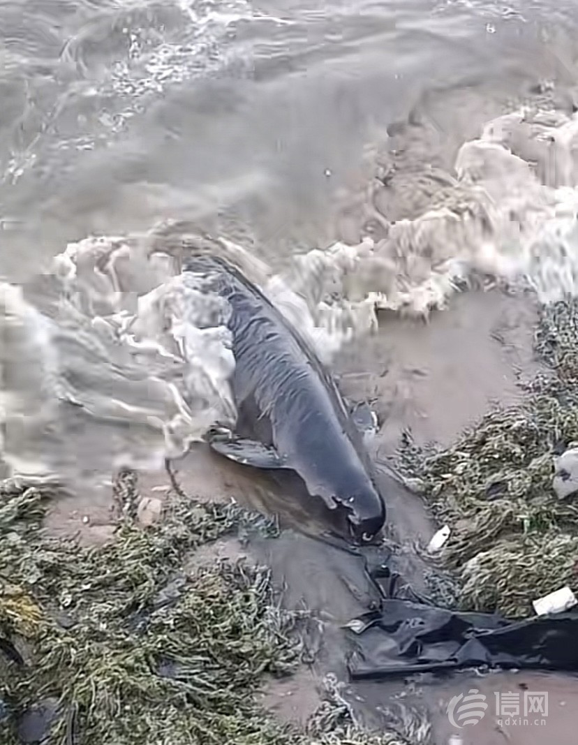 青岛西海岸新区龙湾景区再现江豚搁浅 被发现时已死亡