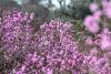 青岛西海岸新区大珠山，盛开的杜鹃花。图片来源：视觉中国
