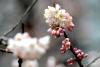 青岛西海岸新区江山南路口袋公园，樱花雨中绽放。图片来源：视觉中国