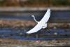 近日，白鹭等候鸟迁回山东省青岛市城阳区白沙河入海口湿地“安家”，展现一幅春河鸟舞的生态画卷。图片来源：视觉中国