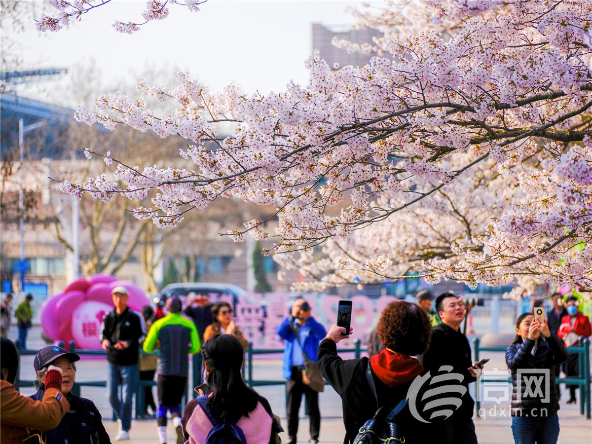 中山公园樱花迎来绽放期 市民游客赏花热情高涨