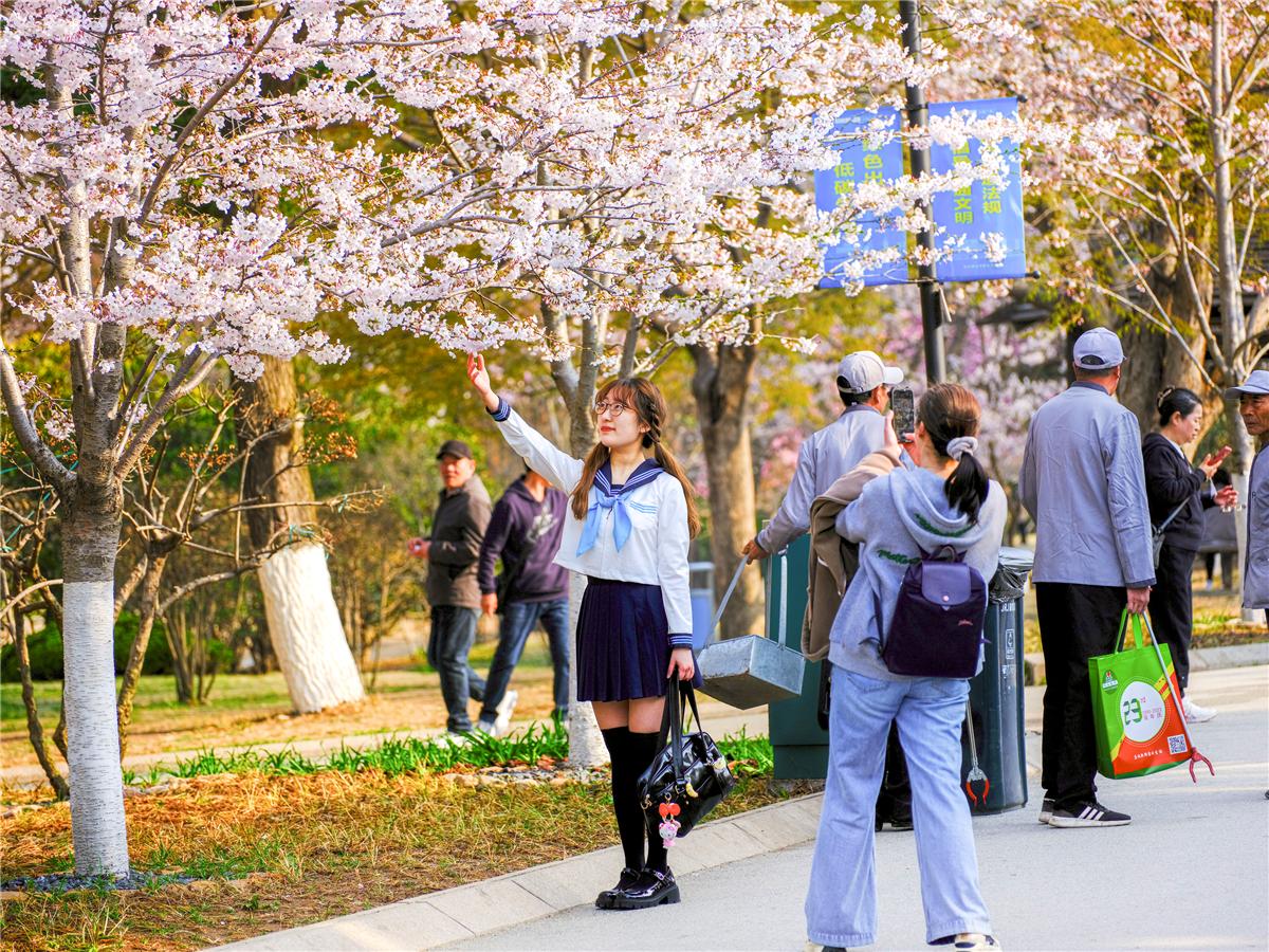 中山公园樱花迎来绽放期 市民游客赏花热情高涨