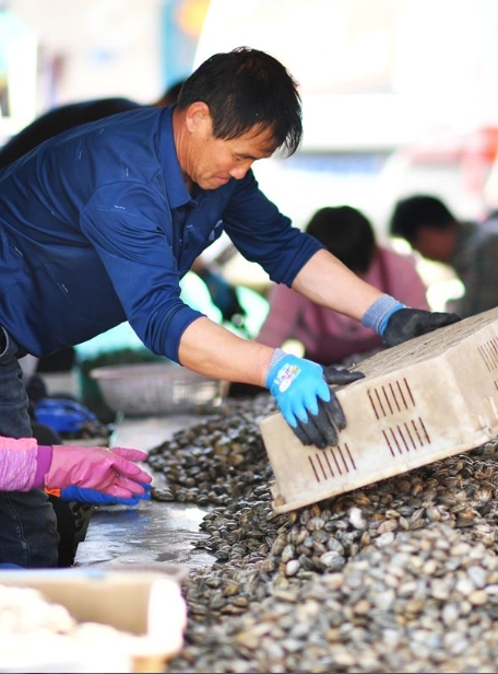 青岛：养殖蛤蜊进入丰产春收时段 渔民优选上市促增收