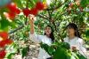 青岛4000余亩樱桃成熟迎来产销旺季