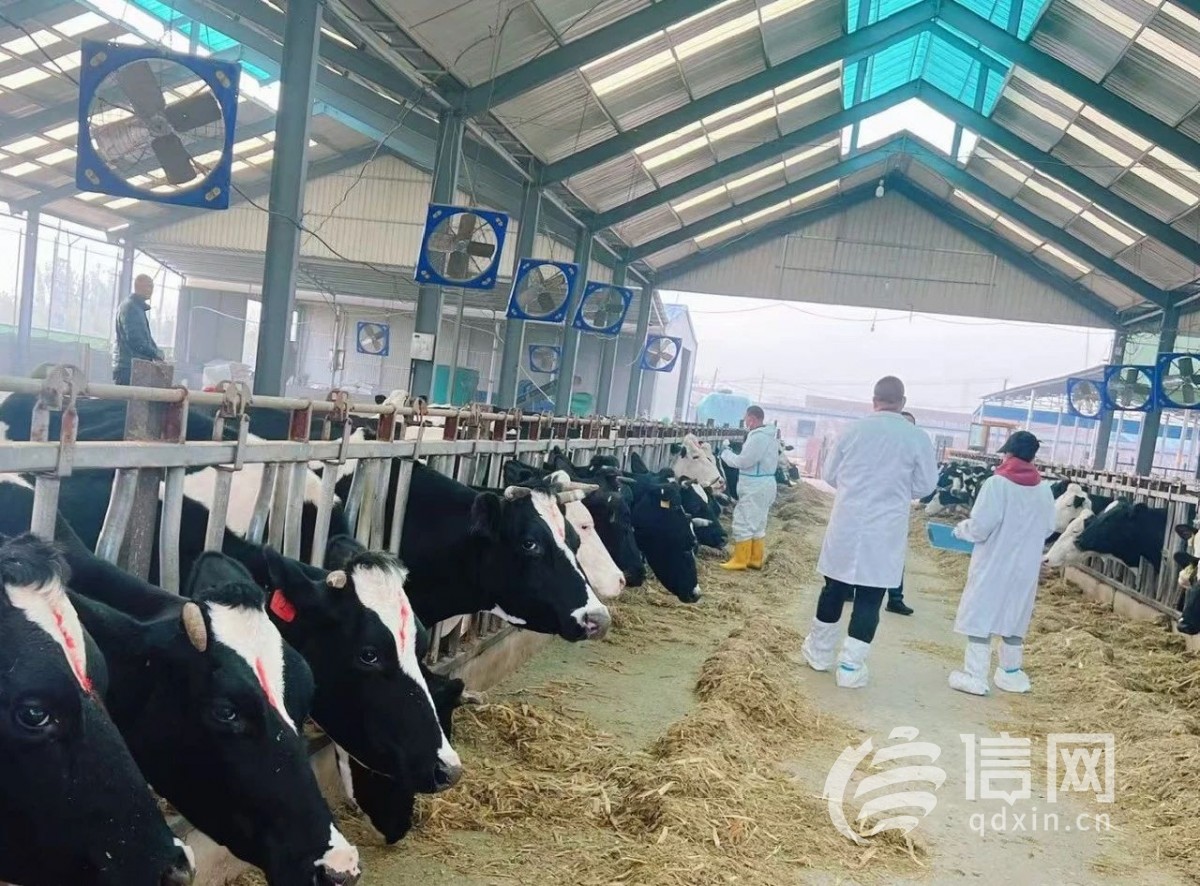 Laixi Takes the Lead: Autumn Immunization Drive Completes, Strengthening Epidemic Prevention and Safeguarding Animal Health