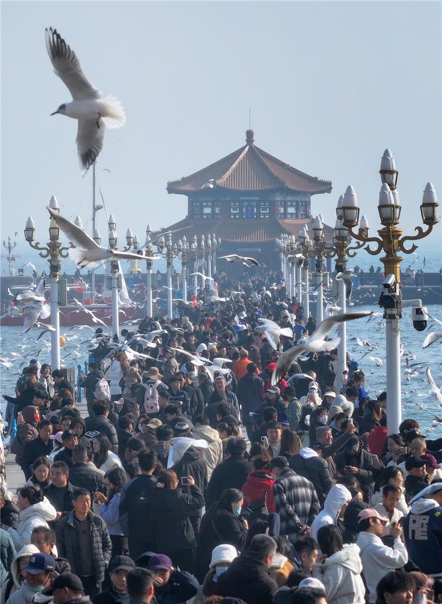 青島棧橋海鷗翩翩起舞