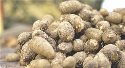 青岛鳌山卫白庙芋头迎丰收 市场价每斤15元远销京沪