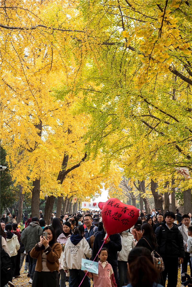 青岛老城区秋色正好 市民游客纷纷出门打卡拍照