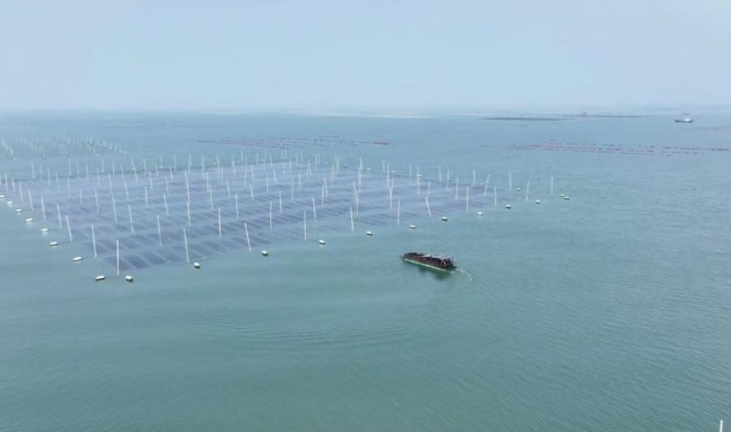 80后紫菜主理人：棄高薪返鄉創業 設“彈性崗”支持員工