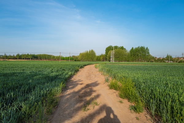 2025年我国三大粮食作物化肥利用率达43.3%