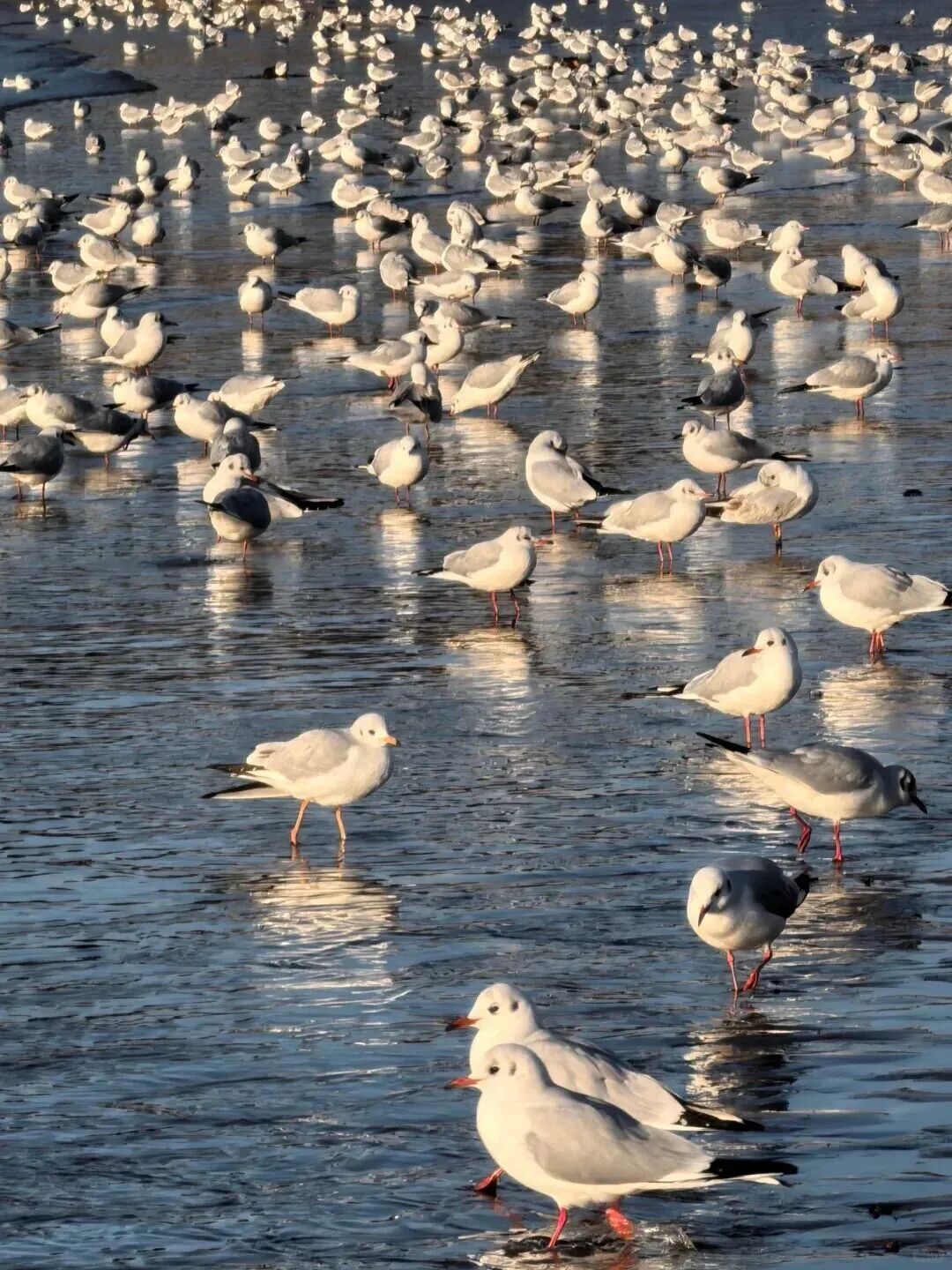 青岛栈桥万鸥齐飞成冬日盛景 海鸥互动刷爆网络