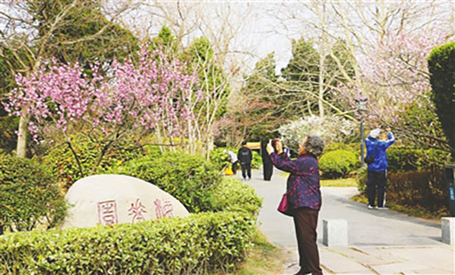 今年春暖花开早？中山公园梅花开放时间与常年相当