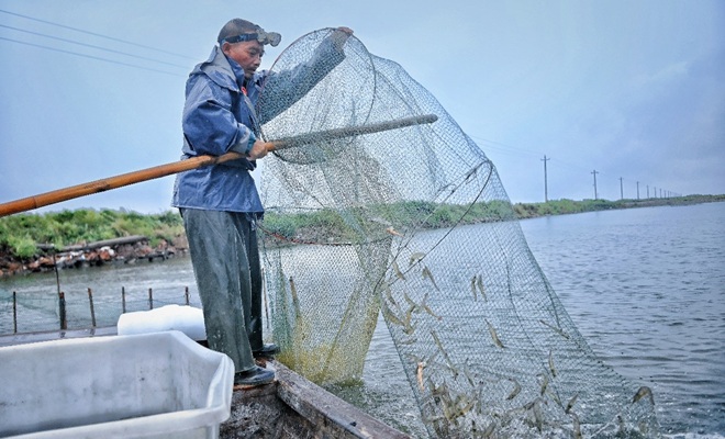 盐碱荒滩长出水产顶流 滨州盐田虾借拼多多“游”出渤海湾