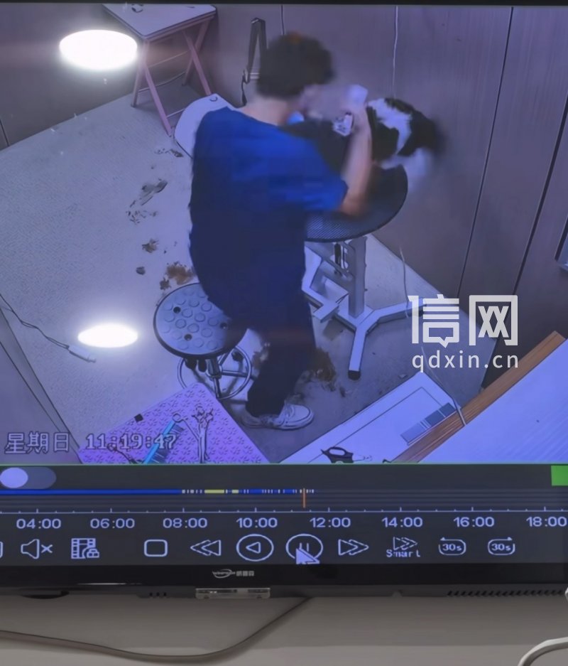 员工向宠物狗挥拳。（来源：受访者）