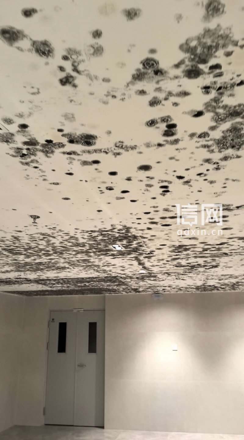 地下室霉斑。（来源：受访者）