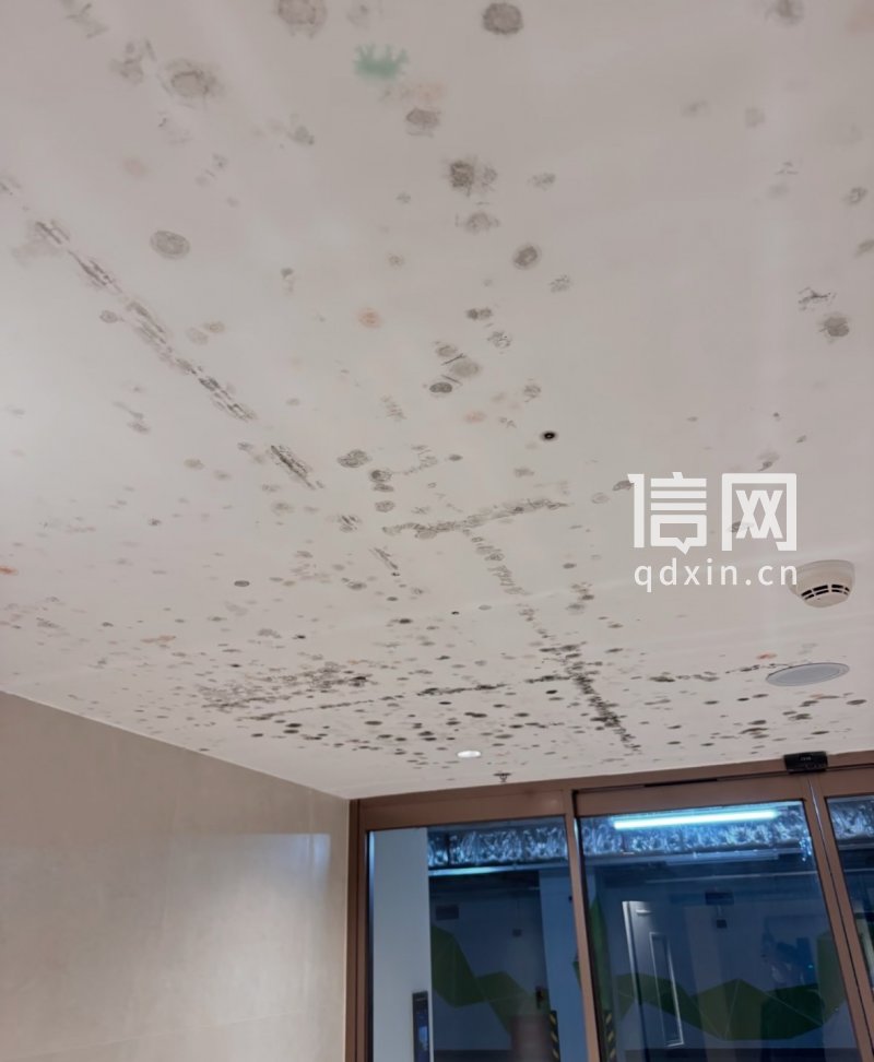 地下室霉斑。（来源：受访者）