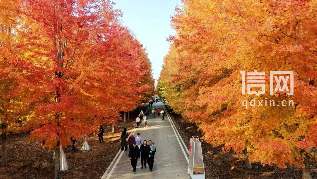 往年千亩红枫林实拍（来源：青岛市文化和旅游局）