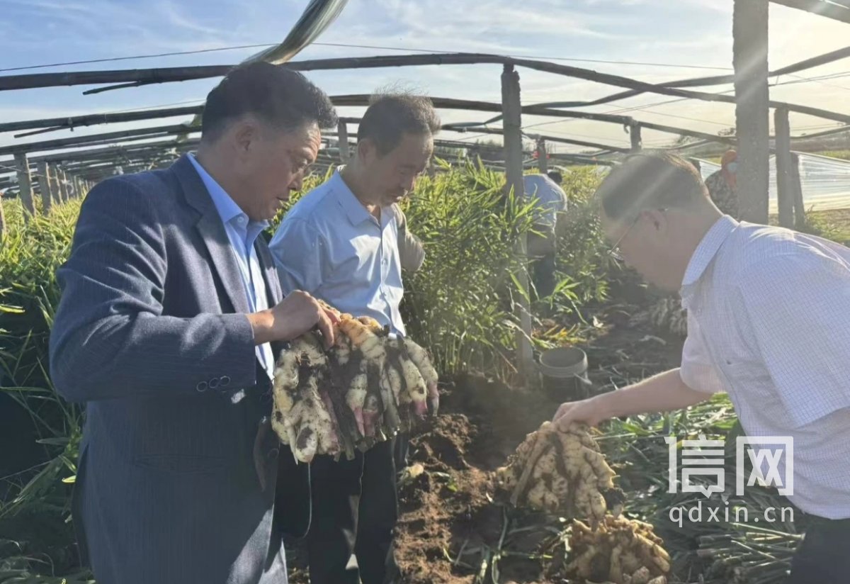 现场相关照片（来源：平度市农业农村局）