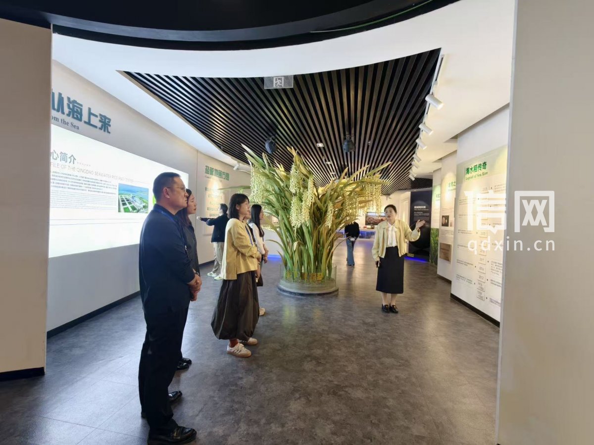 采风团来到青岛海水稻研究发展中心白泥地实验基地。（来源：见证青岛）